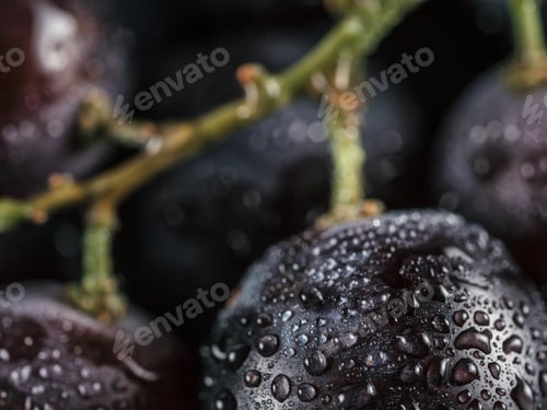 Preview: dark grape with water drops close up