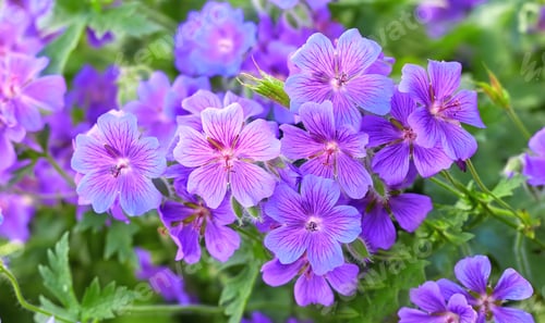 Preview: Summer garden