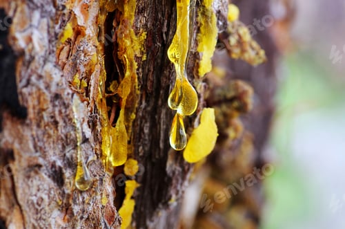 Preview: Yellow amber drop of resin close-up on a conifer tree