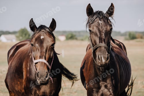 Preview: portrait of beautiful black horses grazing on field in countryside