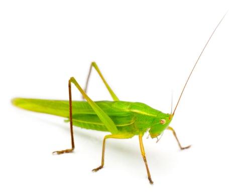 Vorschau: Großer Conehead, Ruspolia nitidula, vor weißem Hintergrund