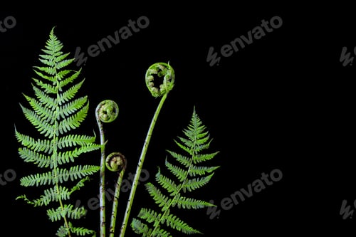 Preview: Fresh green young shoots stems spiral of fern leaves on black background freshness,