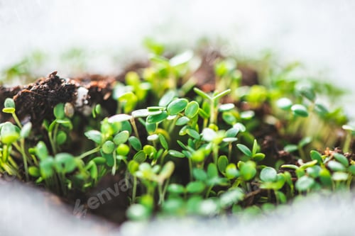 Preview: seedlings in biodegradable pots. Green plants in peat pots and agricultural tools