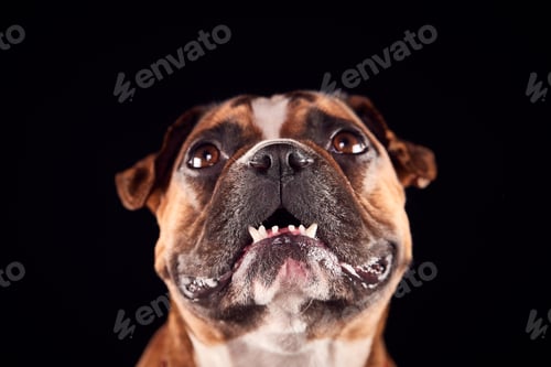Preview: Studio Portrait Of Bulldog Puppy Against Black Background