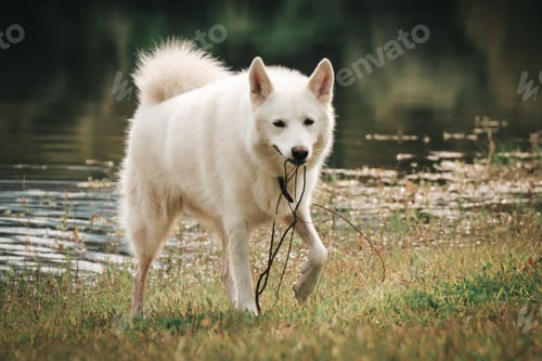 Preview: White Swiss shepherd playing with a branch near the lake