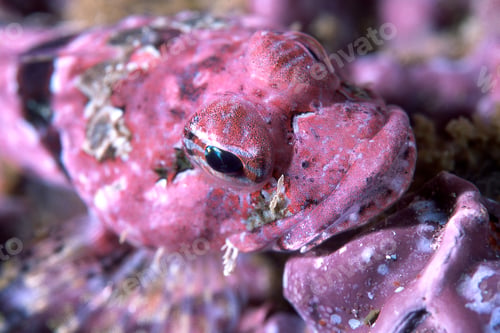 Preview: Close up of pink coralline sculpin