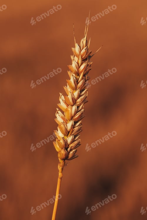 Preview: Closeup of ripe wheat ear in cultivated agricultural field