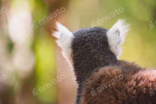 Preview: Madagascar