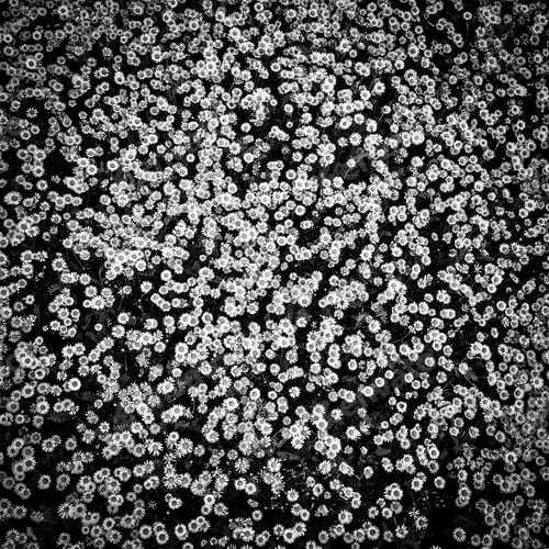 Preview: Top view of a camomile or ox-eye daisy meadow, daisies, top view, background texture