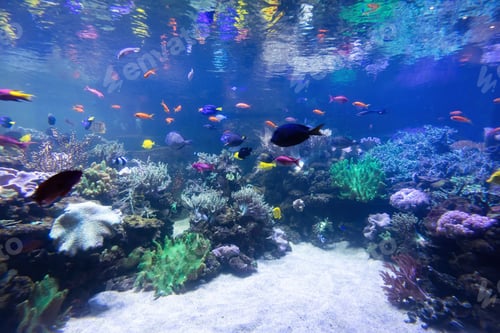 Preview: Underwater coral reef and fish