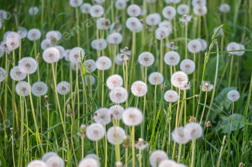 Preview: Beautiful landscape with dandelions blooming in a meadow.