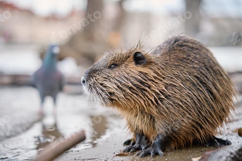 Preview: Coypu sitting near riverbank in Prague