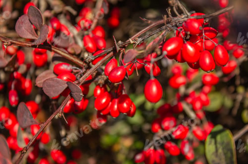 Preview: Close-up Red berries of Berberis Thunbergii bush at autumn in the garden.