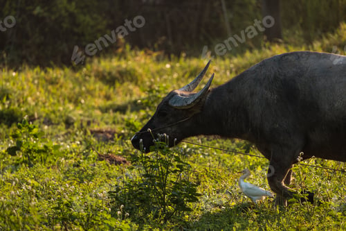 Preview: Scene of Water Buffalo in Green Paddy Field, Rural Landscape, Showcasing Agriculture and Farming