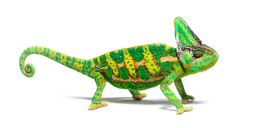 Preview: side view of a veiled chameleon, Chamaeleo calyptratus, isolated