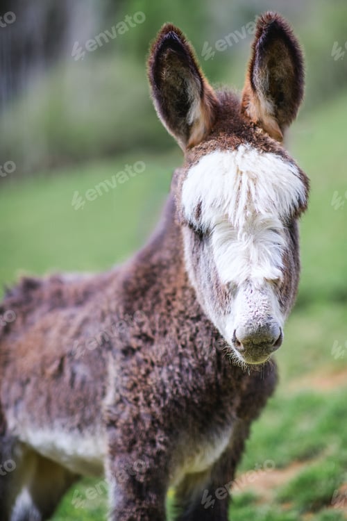 Preview: A little donkey