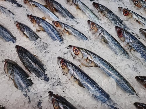 Preview: Fresh Saba Mackerel Fish in Pile of Ice