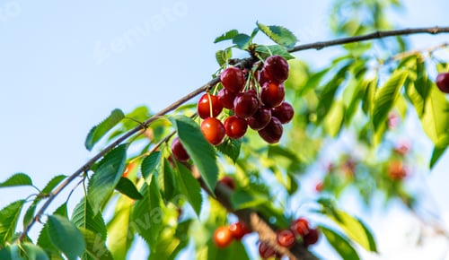 Preview: Ripe cherries in the garden. Selective focus.