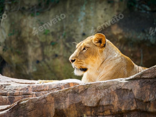 Preview: Resting on a rocky outcrop in the untamed wilderness, close to a cave