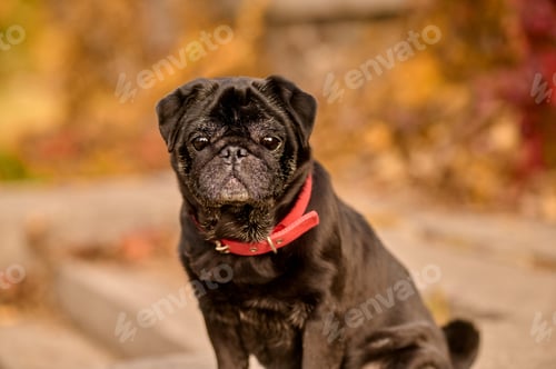 Preview: A cute black bulldog with a red dog-collar