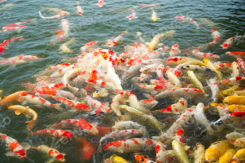 Preview: Koi fish