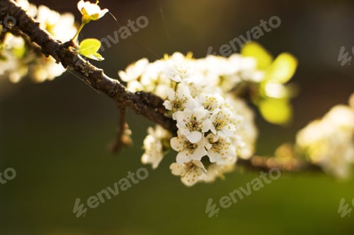 Preview: branch of a flowering tree. tree in bloom