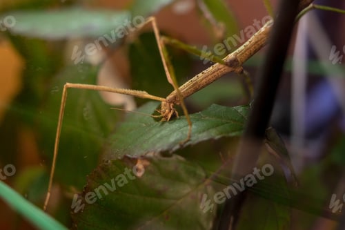 Preview: Closeup shot of a walking stick feeding on a leaf