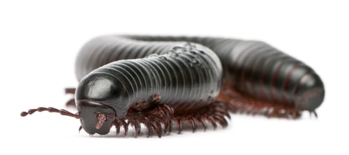 Preview: Millipede, Myriapoda, Spirostreptus giganteus, in front of white background