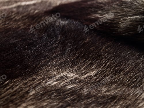 Preview: Luxurious fur texture close-up