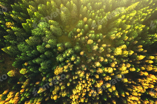 Preview: Top down aerial view of bright green spruce and yellow autumn trees in fall forest.