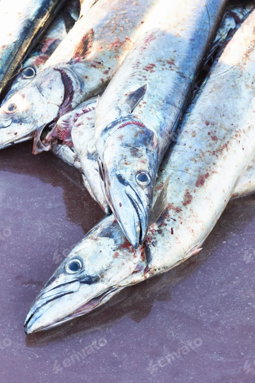 Preview: Anything fresher is still swimming