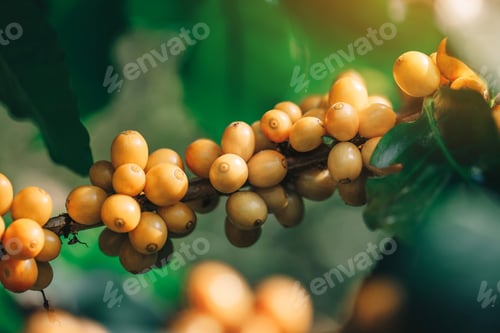 Preview: yellow catimor Coffee beans ripening on tree in North of thailand