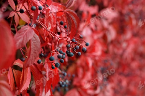 Preview: Parthenocissus in autumn with red leaves on fence
