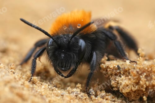 Preview: Facial closeup of a colorful female Tawny mining bee, Andrena fulva