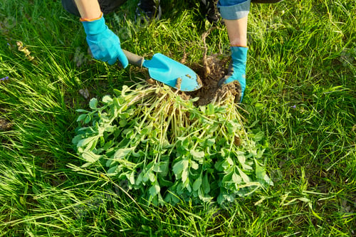 Preview: Close-up of hand in gardening gloves dividing Sedum spectabile bush