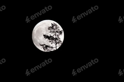 Preview: Full moon on the dark sky with silhouette of tree