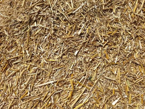 Preview: High angle view of chopped wheat straw, Wheat straw - Stock Photo