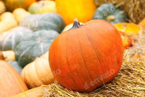Preview: Close up of orange pumpkin and green gourds on dry straw background, autumn harvest season