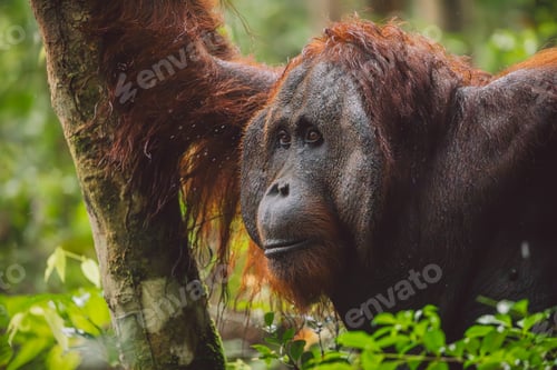 Preview: Orangutans