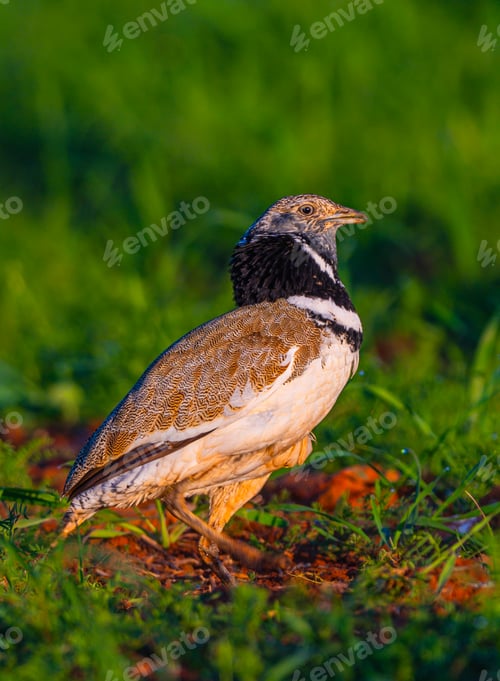 Preview: Little Bustard, Spain