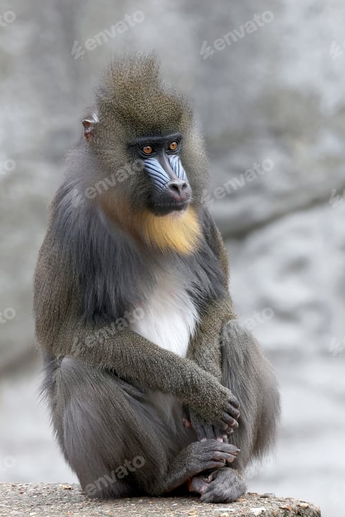 Preview: A mandrill (Mandrillus sphinx) portrait