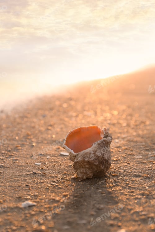Preview: Sunlit sandy beach with beautiful seashell on summer day. Space for text