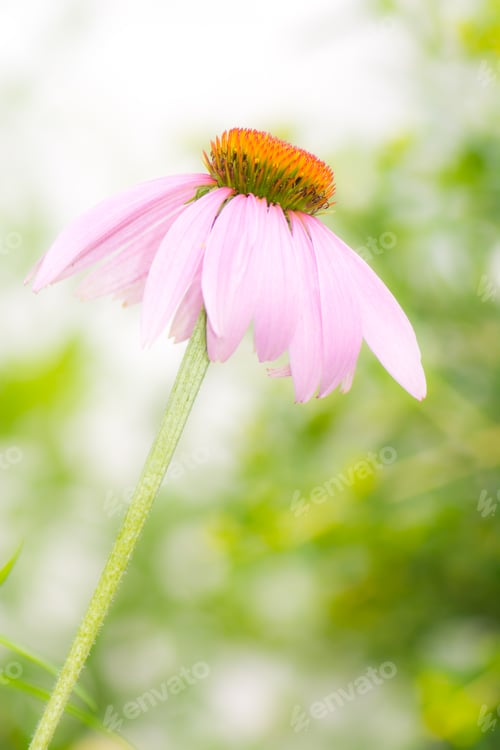 Preview: Echinacea purpurea blossom