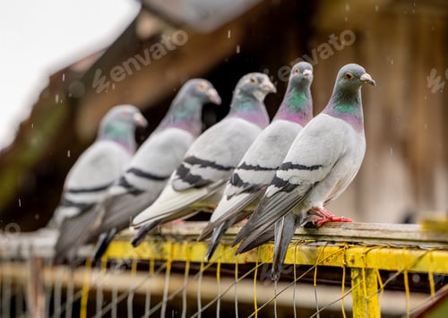Preview: Pigeons perched on a railing under the rain