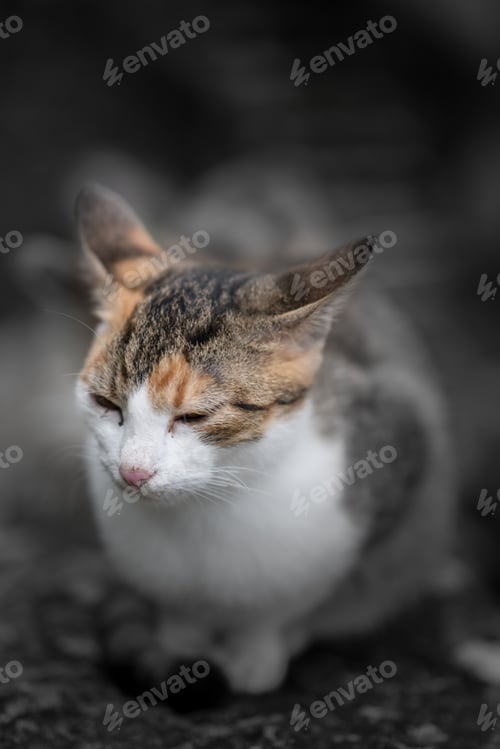Preview: Cute cat sitting on window pane
