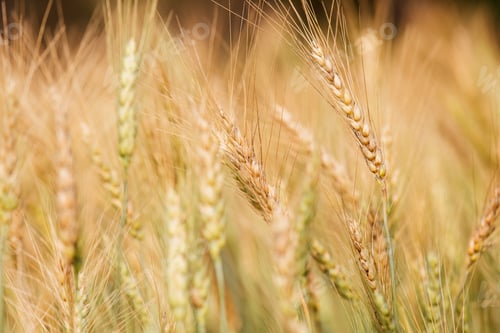 Preview: Barley Field in Sunset
