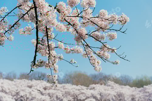 Preview: Spring banner, branches of blossoming cherry, blue sky on nature outdoors. Sakura blossom