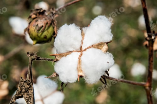Preview: Closed up cotton blossom ready for harvesting,cotton tree