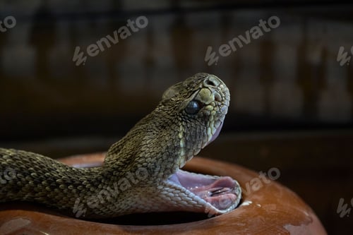 Preview: Closeup shot of a rattlesnake on a brown jug opening its mouth with a menacing expression.