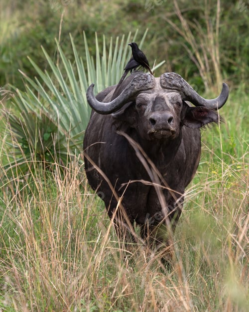 Preview: African buffalo, Syncerus caffer